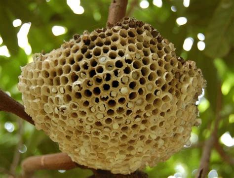 美麗風景 蜜蜂 蜂窩